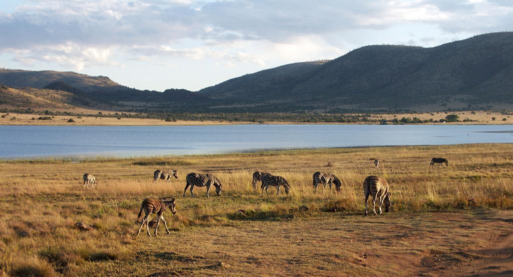 090516_Pilanesberg 303.jpg